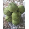 海南青椰子嫩肉新鲜椰子带皮特产热带怀孕绿色水果2 4 6个装代发