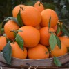 脐橙赣南 果园直发 橙子一件代发 水果甜橙脐橙橙子