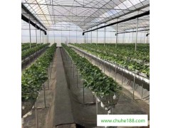 芹菜種植溫室 冬暖大棚 西紅柿大棚扁管 養殖大棚用管