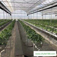 芹菜种植温室 冬暖大棚 西红柿大棚扁管 养殖大棚用管