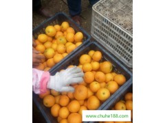 基地直銷大量新鮮水果柑橘愛媛38號紅美人水果橘子四川