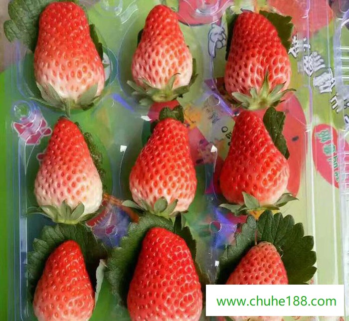新鲜水果 草莓现摘现发孕妇儿童都宜食用 绿色产品一件代发