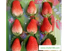新鲜水果 草莓现摘现发孕妇儿童都宜食用 绿色产品一件代发