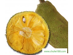 海南熱帶水果基地新鮮水果、菠蘿蜜一手貨源、誠招微商代理