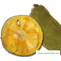 海南热带水果基地新鲜水果、菠萝蜜一手货源、诚招微商代理