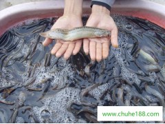 宣城现代渔业,泥鳅批量供应,安徽泥鳅养殖、
