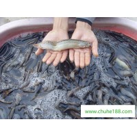 宣城现代渔业,泥鳅批量供应,安徽泥鳅养殖