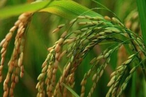 科学家开发出广适用性水稻碱基编辑系统