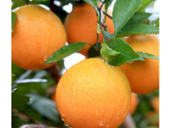 湘西保靖黄金橙 酸甜爆汁9斤橙子当季时令新鲜应季水果脐橙包邮
