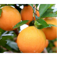 湘西保靖黄金橙 酸甜爆汁9斤橙子当季时令新鲜应季水果脐橙包邮