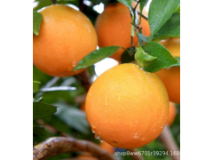 湘西保靖黄金橙 酸甜爆汁3斤橙子韵莱时令新鲜应季水果脐橙包邮