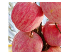 產地貨源新鮮水果陜西紅富士蘋果當季水果整箱水晶紅富士蘋果