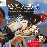 云南特产 香格里拉高原雪山尼西鸡 藏土鸡 产地直发 顺丰保鲜空运