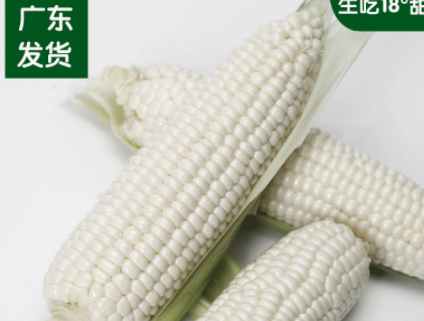 臺灣水果玉米爆漿新鮮生吃甜玉米全 年供應批量發貨支持一件代發