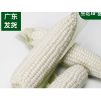 台湾水果玉米爆浆新鲜生吃甜玉米全 年供应批量发货支持一件代发