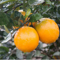 【产地直发】秭归伦晚脐橙新鲜水果应季现摘甜橙9斤爆甜橙子