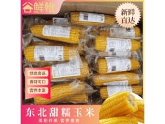 新鲜糯玉米棒黄糯玉米批发真空包装香甜可口10支/箱