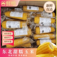 新鲜糯玉米棒黄糯玉米批发真空包装香甜可口10支/箱