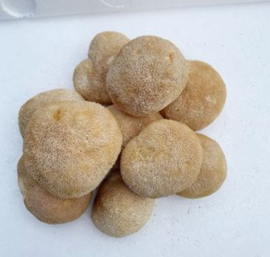 古田猴头菇干货批发 猴头菇5-8cm散装产地直发250g