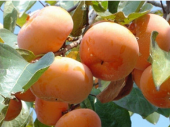 柿子几月份成熟上市？有哪些常见品种？