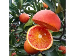 四川资中血橙9斤大果新鲜水果柑橘橙子一手货源产地直发批发