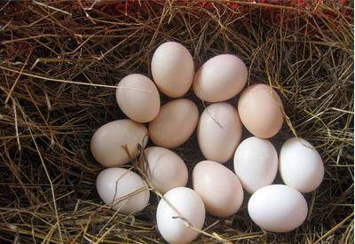 何灣鎮土雞蛋農家散養新鮮笨雞蛋柴雞蛋當