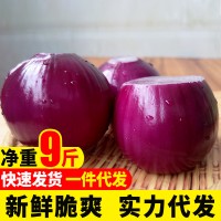 云南紫皮小洋蔥10斤農家新鮮紅皮圓蔥自種蔬菜整箱洋蔥頭批發5斤