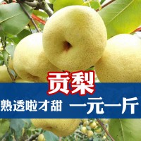 【顺丰速运】山西平遥贡梨酥梨新鲜水果脆甜贡梨非砀山梨酥梨梨子