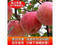 洛川冰糖心红富士苹果10斤产地直发新鲜水果冰糖心红富士苹果批发
