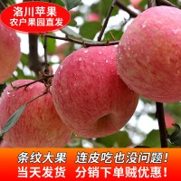 洛川冰糖心红富士苹果10斤产地直发新鲜水果冰糖心红富士苹果批发
