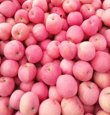果园采摘现发红富士烟台条红红富士苹果冰心甜香味水果新鮮苹果