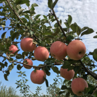 烟台苹果水果 新鲜红富士苹果 果园当季新鲜山东烟台苹果一件代发