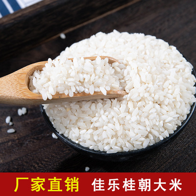 桂朝米新米 制作米粉米糕米线肠粉用大米 厂家直销 大米 桂朝大米