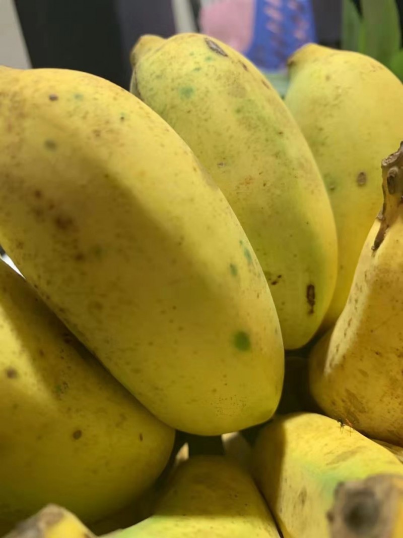 香蕉 广西小米蕉9斤装 新鲜水果非海南帝王蕉