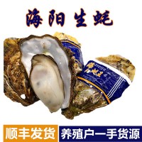 【产地直发】海阳乳山牡蛎一件代发电商微商5斤装海蛎子乳山生蚝