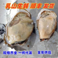 顺丰海阳乳山牡蛎烤生蚝5-9斤装一件代发鲜活牡蛎乳山生蚝海蛎子