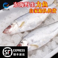 欣隆天鲜 东海船捕白力鱼 冷冻海鲜250g-500g白鳞鱼曹白鱼