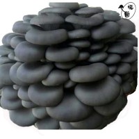 富菌黑平菇纯原种 菌种高产优质系列提供技术支持