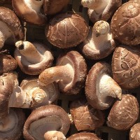 4.5以上香菇產地直銷 食用菌香菇年貨送禮 一件2斤肉厚花菇批發