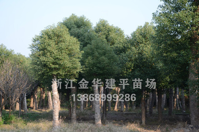 大量供应多年移栽截杆香樟树 绿化工程树 浙江香樟树 10公分