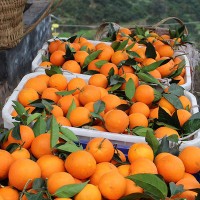 果园柑橘之乡非褚橙现摘货源批发一件代发新鲜时令脐橙纽荷尔孕妇