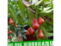 台湾黑金刚莲雾嫁接苗大叶红盆栽地栽果苗黑珍珠飞弹庭院种植