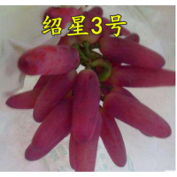 新品种绍星3号玲珑指早熟葡萄树苗南方北方种植包成活无核葡萄
