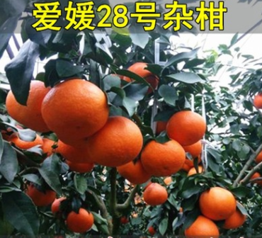 基地直銷 愛媛28號雜柑桔苗 橘子樹苗象山紅美人柑桔苗