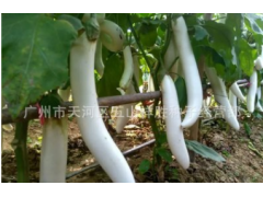 广东省农科院种子 粤蔬牌 白龙茄子 白茄子 白皮白肉 产量高5克