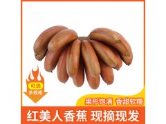 福建直售软糯红皮香蕉 5斤新鲜水果美人蕉 当季香甜红美人蕉批发