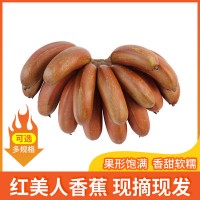 福建直售软糯红皮香蕉 5斤新鲜水果美人蕉 当季香甜红美人蕉批发