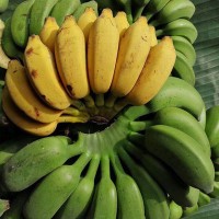 广西小米蕉新鲜带箱10斤 新鲜水果 广西小米蕉非香蕉蕉芭蕉酸