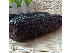 甜糯玉米黑玉米10橞220g 鲜食玉米粘玉米棒子真空装粘苞米