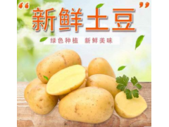產地直發荷蘭土豆新鮮地蛋現挖洋芋potato饃饃蛋綠色蔬菜一件代發